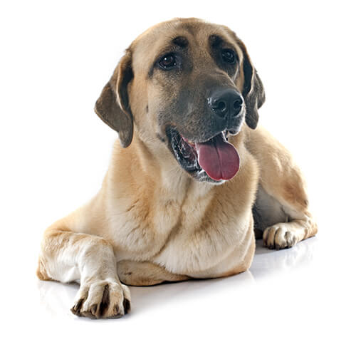 Anatolian shepherd and hot sale german shepherd mix